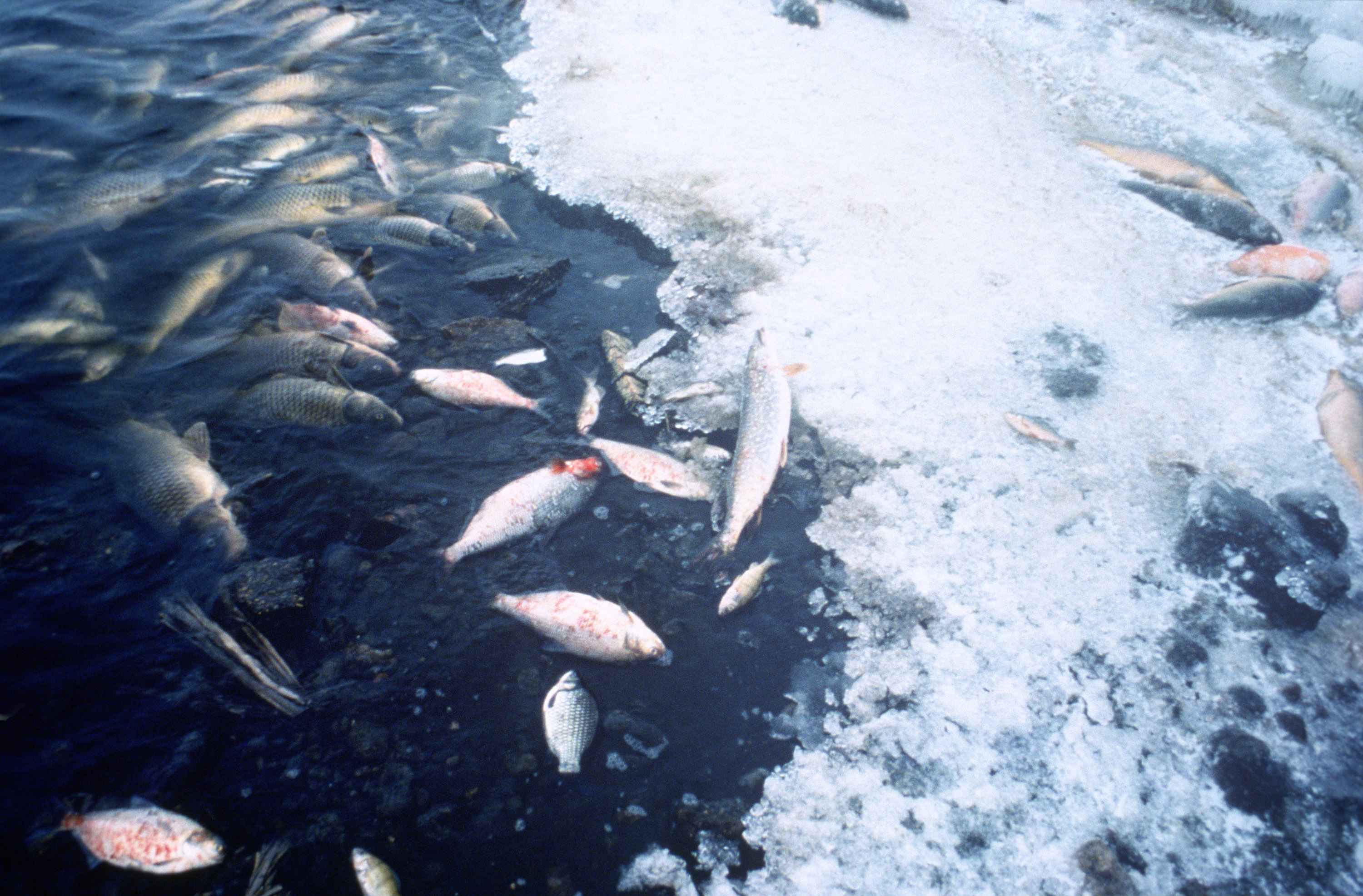 How to Make Fish Fertilizer at Home – Enviro-Disposal Group